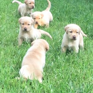 litter of yellow labradors