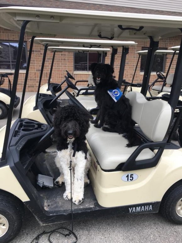 Two service dogs sitting in a golf cart at the charity golf outing