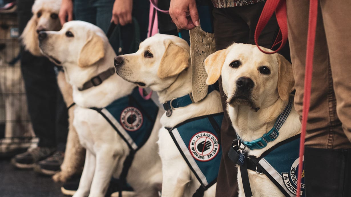 A line of service dogs in training wearing their working vests