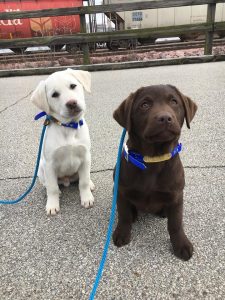 yellow and chocolate lab by train tracks