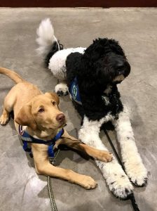 6 month old yellow lab laying with a year old labradoodle