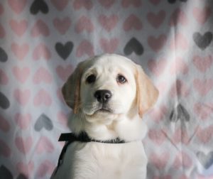 A yellow labrador puppy sits in front of a heartbackground